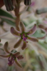 Ledebouria apertiflora