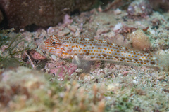 Coryphopterus urospilus