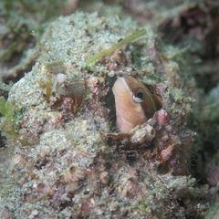 Plagiotremus azaleus