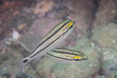 Haemulon scudderii