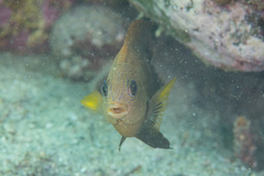 Stegastes rectifraenum