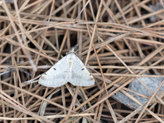 Isturgia berytaria