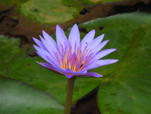 Nymphaea nouchali