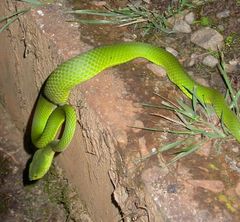 Trimeresurus sabahi sabahi