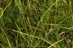 Carex altaica