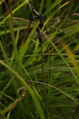 Carex altaica