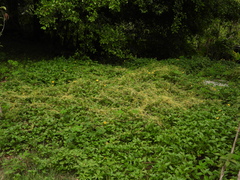 Cuscuta australis
