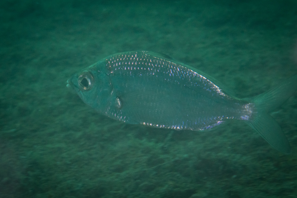 Darkspot mojarra (Eucinostomus entomelas) — Gerreidae