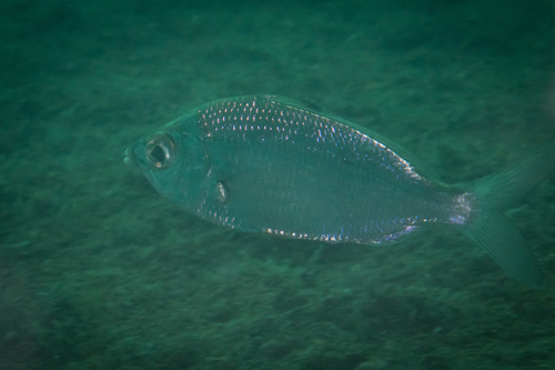 Darkspot mojarra (Eucinostomus entomelas) — Gerreidae