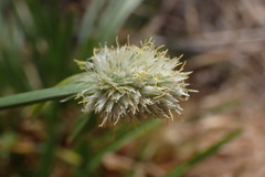 Cyperus cristatus