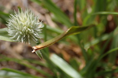 Cyperus cristatus