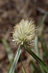 Cyperus cristatus