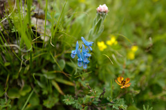 Corydalis pachycentra