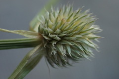Cyperus cristatus