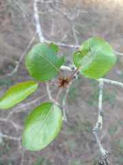 Pyrus bourgaeana