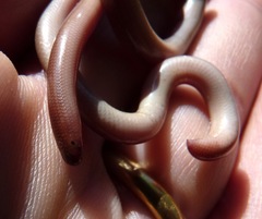 Xerotyphlops vermicularis