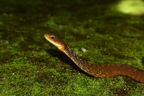 Photo of a Dull Bamboo Snake (Pseudoxenodon inornatus)