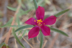 Portulaca kermesina