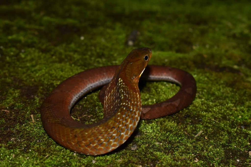 Dull Bamboo Snake