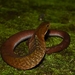 Dull Bamboo Snake - Photo (c) Ramadhan, some rights reserved (CC BY-NC), uploaded by Ramadhan