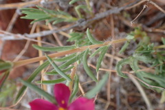 Portulaca kermesina