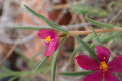 Portulaca kermesina