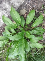Rumex japonicus