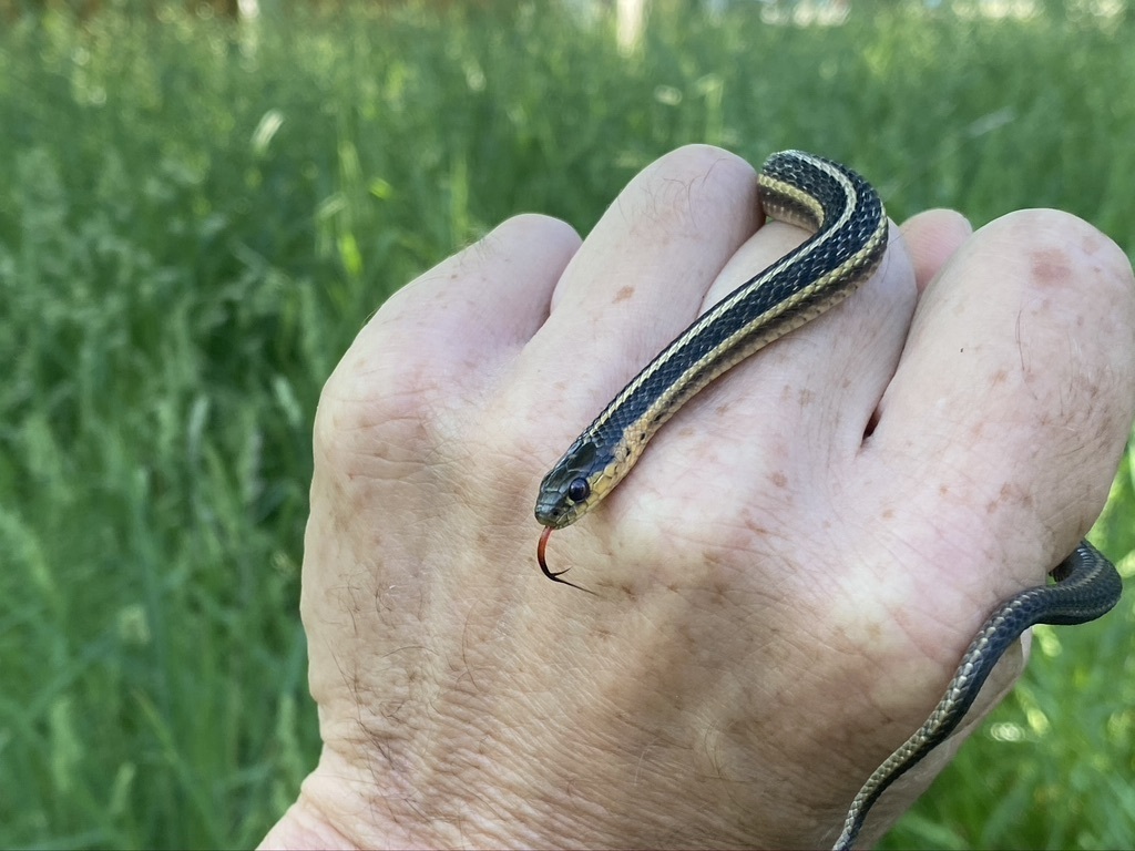 Butler's Garter Snake In May 2021 By Stevethesnakeguy · INaturalist