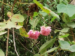 Dombeya wallichii