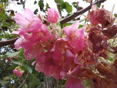 Dombeya wallichii