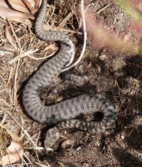 Vipera aspis zinnikeri
