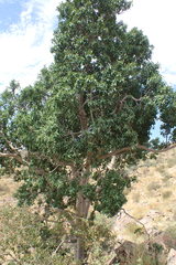 Ficus cordata