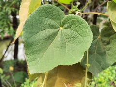 Dombeya wallichii