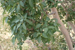 Ficus cordata
