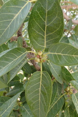 Ficus cordata