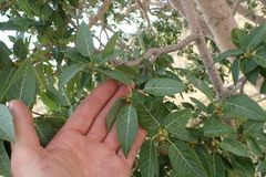 Ficus cordata