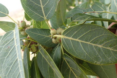 Ficus cordata