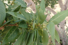 Ficus cordata