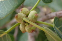 Ficus cordata