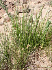 Schoenoplectus muricinux