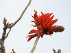 Erythrina variegata