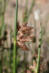Schoenoplectus muricinux