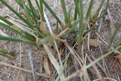 Schoenoplectus muricinux