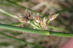 Schoenoplectus muricinux