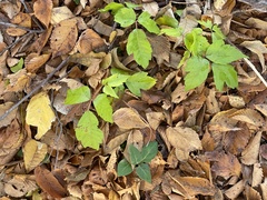 Toxicodendron radicans