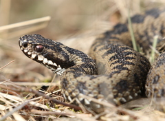 Vipera berus berus