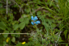 Corydalis pachycentra