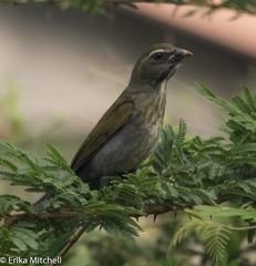 Saltator albicollis