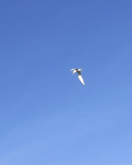 Gelochelidon nilotica