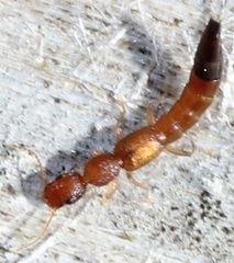 Astenus discopunctatus